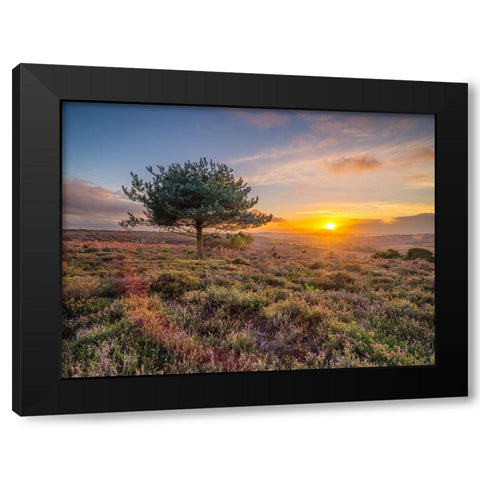 Lone tree sunset-New Forest Black Modern Wood Framed Art Print by Frank, Assaf