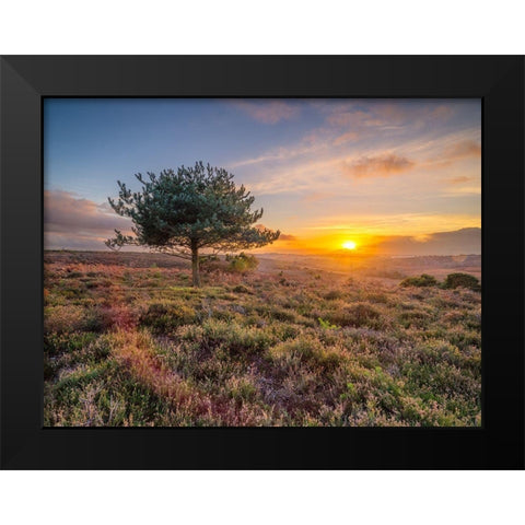 Lone tree sunset-New Forest Black Modern Wood Framed Art Print by Frank, Assaf
