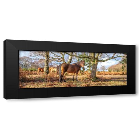 Horse in forest Black Modern Wood Framed Art Print with Double Matting by Frank, Assaf