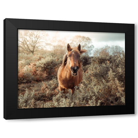 Horse in forest Black Modern Wood Framed Art Print by Frank, Assaf