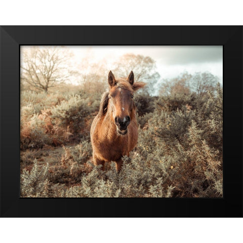 Horse in forest Black Modern Wood Framed Art Print by Frank, Assaf
