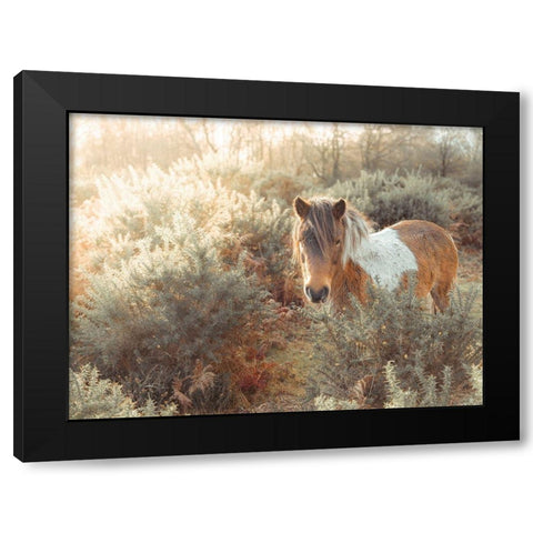 Horse in forest Black Modern Wood Framed Art Print by Frank, Assaf