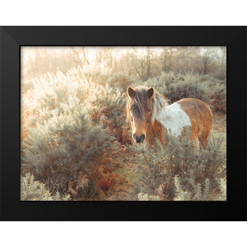 Horse in forest Black Modern Wood Framed Art Print by Frank, Assaf
