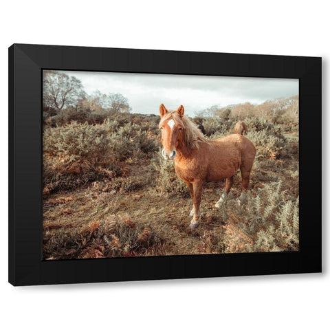 Horses in the wild Black Modern Wood Framed Art Print by Frank, Assaf