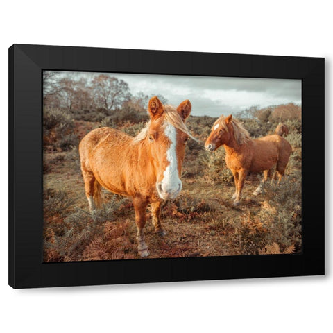 Horses in forest Black Modern Wood Framed Art Print by Frank, Assaf