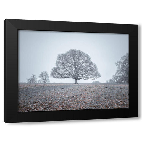 Single tree in meadow Black Modern Wood Framed Art Print with Double Matting by Frank, Assaf