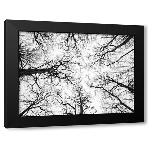 Low angle view of tree tops Black Modern Wood Framed Art Print by Frank, Assaf