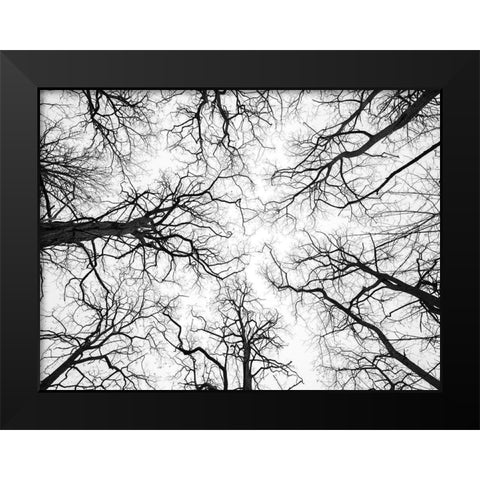 Low angle view of tree tops Black Modern Wood Framed Art Print by Frank, Assaf