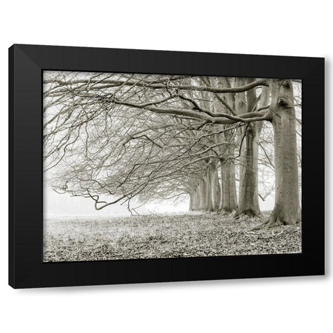 Trees in a row Black Modern Wood Framed Art Print by Frank, Assaf