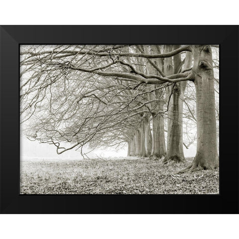 Trees in a row Black Modern Wood Framed Art Print by Frank, Assaf