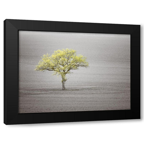 Single tree in foggy grassfield Black Modern Wood Framed Art Print with Double Matting by Frank, Assaf