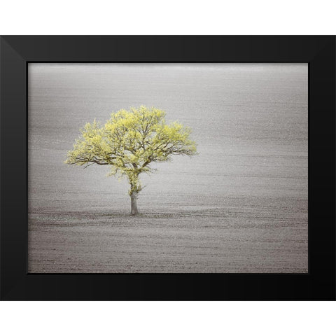 Single tree in foggy grassfield Black Modern Wood Framed Art Print by Frank, Assaf