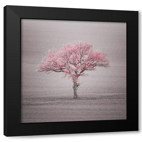 Single tree in foggy grassfield Black Modern Wood Framed Art Print with Double Matting by Frank, Assaf