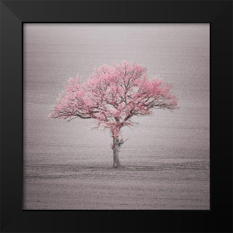Single tree in foggy grassfield Black Modern Wood Framed Art Print by Frank, Assaf