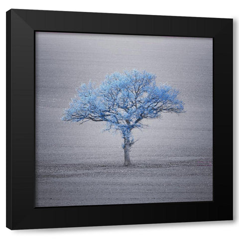 Single tree in foggy grassfield Black Modern Wood Framed Art Print by Frank, Assaf