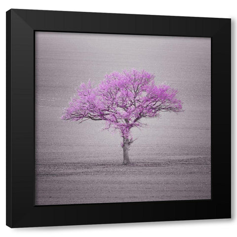 Single tree in foggy grassfield Black Modern Wood Framed Art Print by Frank, Assaf