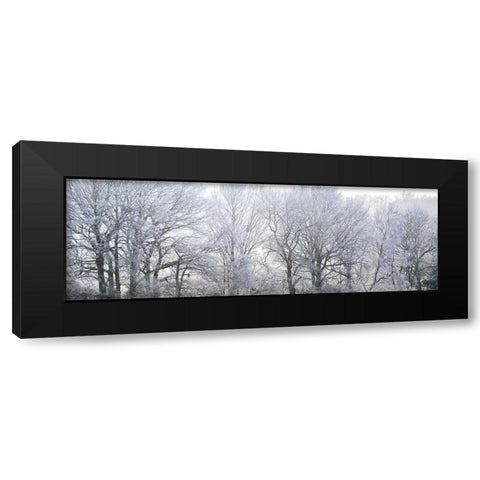 Misty forest Black Modern Wood Framed Art Print by Frank, Assaf