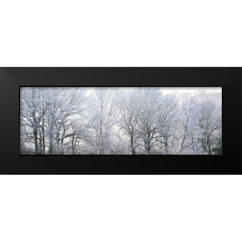 Misty forest Black Modern Wood Framed Art Print by Frank, Assaf