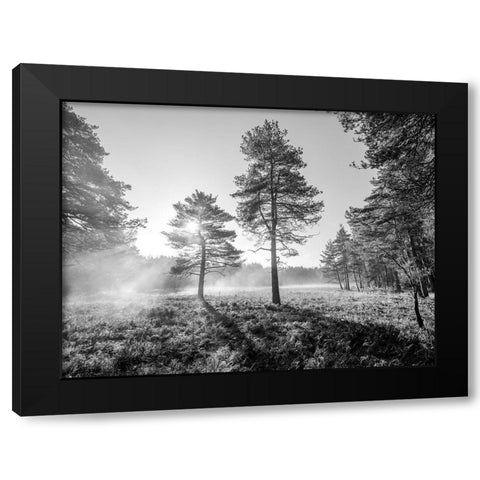 Sun trough trees Black Modern Wood Framed Art Print with Double Matting by Frank, Assaf