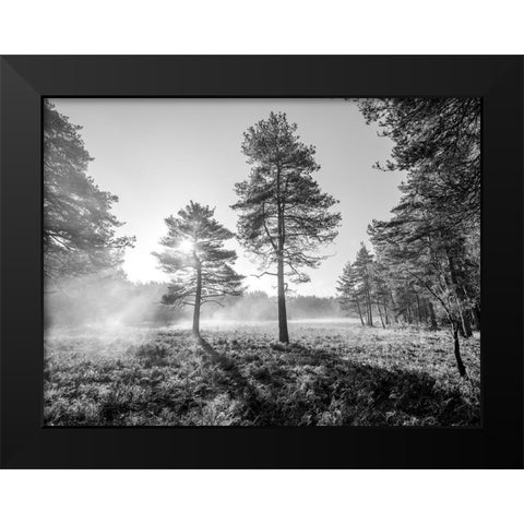 Sun trough trees Black Modern Wood Framed Art Print by Frank, Assaf