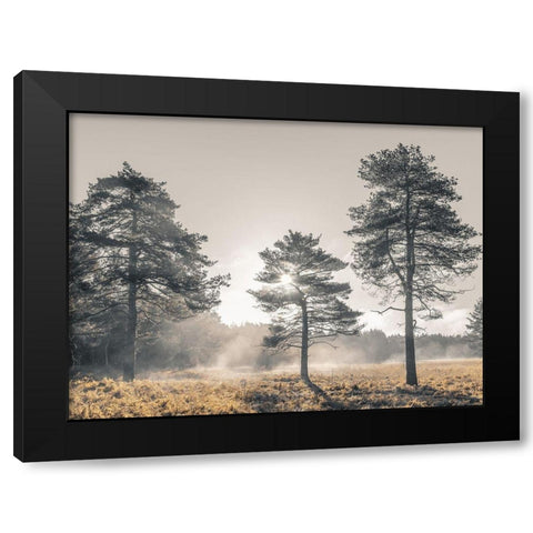 Sun trough trees Black Modern Wood Framed Art Print with Double Matting by Frank, Assaf