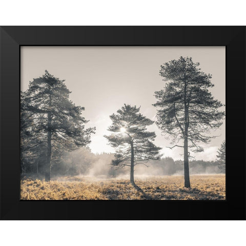 Sun trough trees Black Modern Wood Framed Art Print by Frank, Assaf