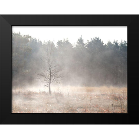 Misty forest Black Modern Wood Framed Art Print by Frank, Assaf