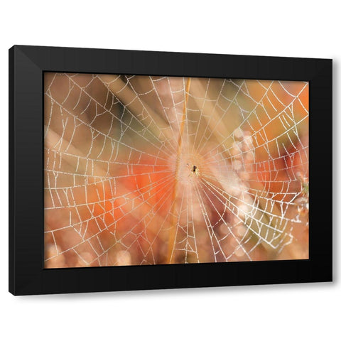 Spider web Black Modern Wood Framed Art Print by Frank, Assaf