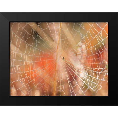 Spider web Black Modern Wood Framed Art Print by Frank, Assaf