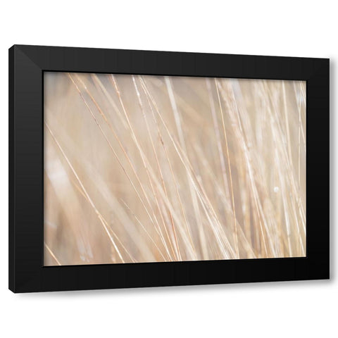 Reeds Black Modern Wood Framed Art Print by Frank, Assaf