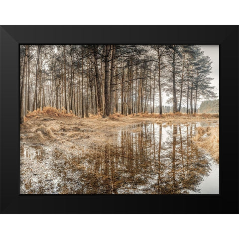 Forest reflections Black Modern Wood Framed Art Print by Frank, Assaf