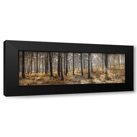 Autumn forest Black Modern Wood Framed Art Print with Double Matting by Frank, Assaf