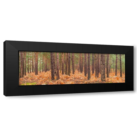 Autumn forest Black Modern Wood Framed Art Print by Frank, Assaf