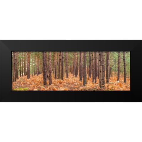 Autumn forest Black Modern Wood Framed Art Print by Frank, Assaf