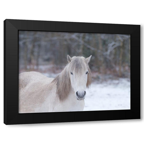 Horse in snowy forest Black Modern Wood Framed Art Print with Double Matting by Frank, Assaf