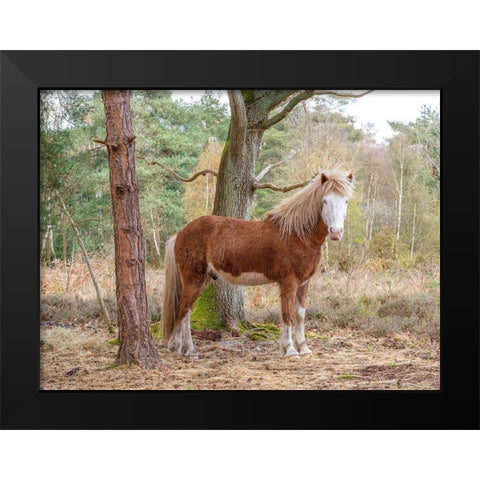 Horse in forest Black Modern Wood Framed Art Print by Frank, Assaf