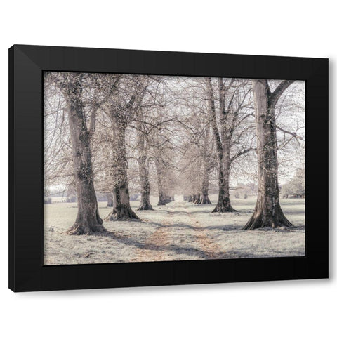 Pathway through forest Black Modern Wood Framed Art Print with Double Matting by Frank, Assaf