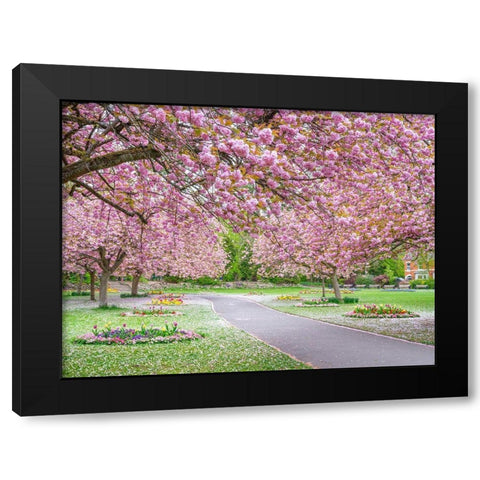 Blossom in the park Black Modern Wood Framed Art Print with Double Matting by Frank, Assaf