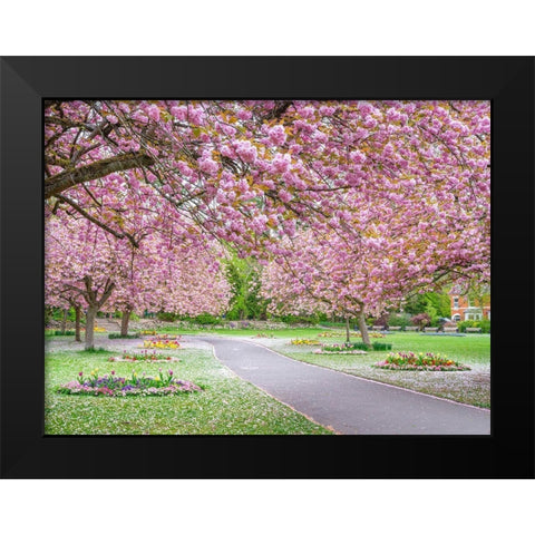 Blossom in the park Black Modern Wood Framed Art Print by Frank, Assaf
