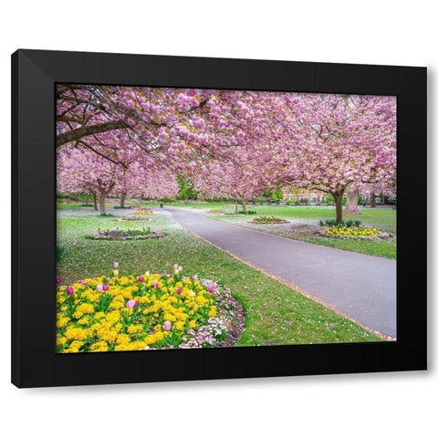 Blossom in the park Black Modern Wood Framed Art Print with Double Matting by Frank, Assaf