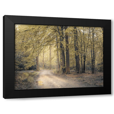 Pathway through forest Black Modern Wood Framed Art Print by Frank, Assaf