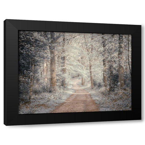 Pathway through forest Black Modern Wood Framed Art Print by Frank, Assaf