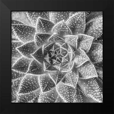 Succulent-Aloe Aristata Black Modern Wood Framed Art Print by Frank, Assaf