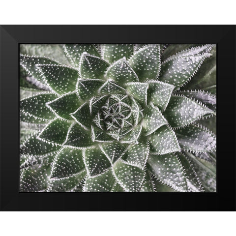 Succulent-Aloe Aristata Black Modern Wood Framed Art Print by Frank, Assaf
