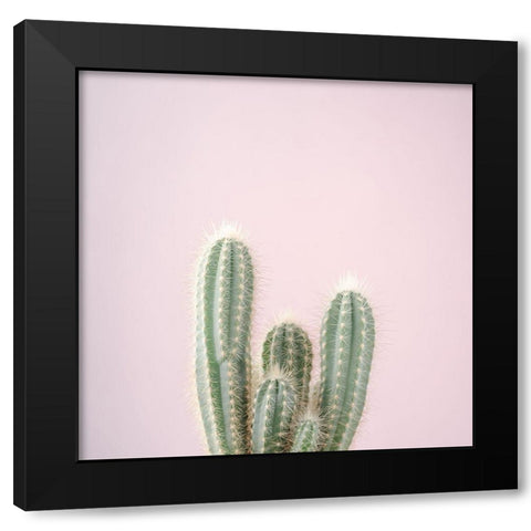 Micranthocereus Estevesii Cactus Black Modern Wood Framed Art Print by Frank, Assaf