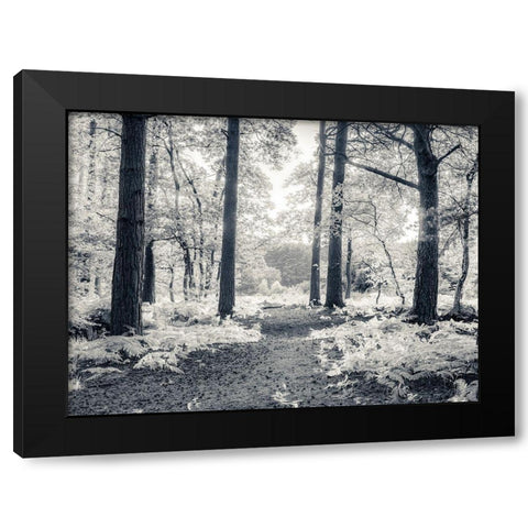 pathway through forest Black Modern Wood Framed Art Print by Frank, Assaf