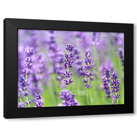 Lavender Black Modern Wood Framed Art Print by Frank, Assaf