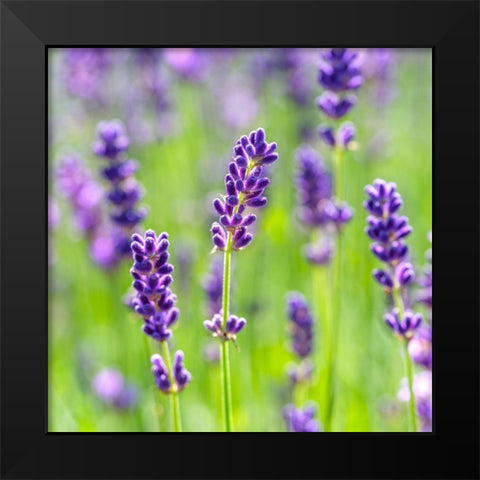 Lavender Black Modern Wood Framed Art Print by Frank, Assaf