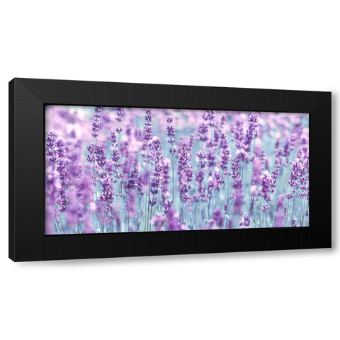 Lavender Black Modern Wood Framed Art Print with Double Matting by Frank, Assaf