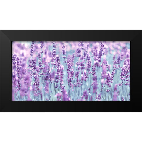 Lavender Black Modern Wood Framed Art Print by Frank, Assaf